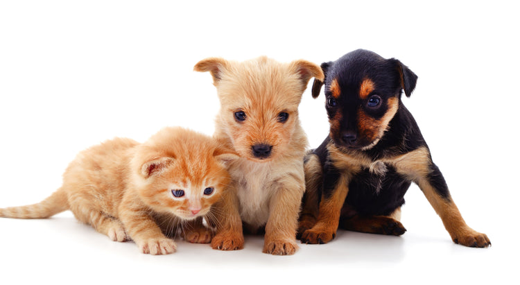 Pet/Fur baby