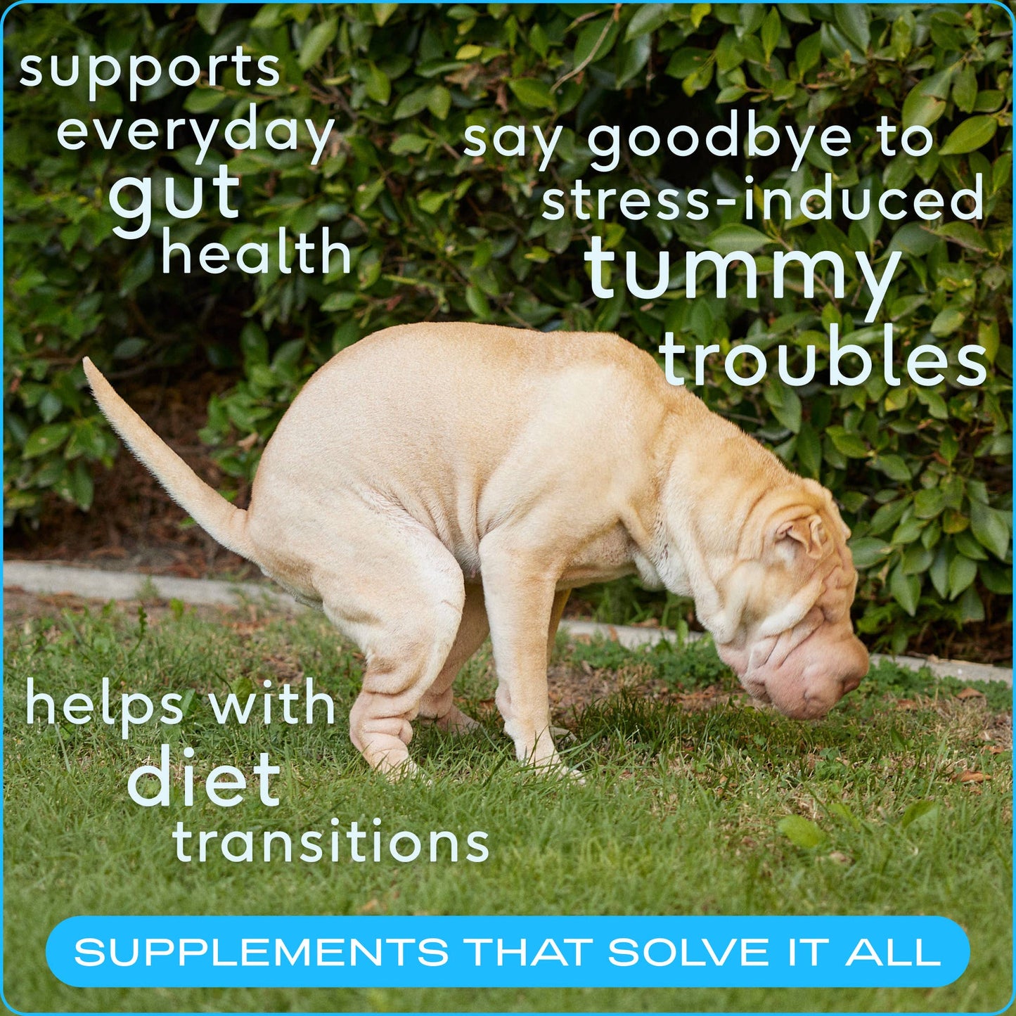 Native Pet Probiotic & Prebiotic Powder Supplement