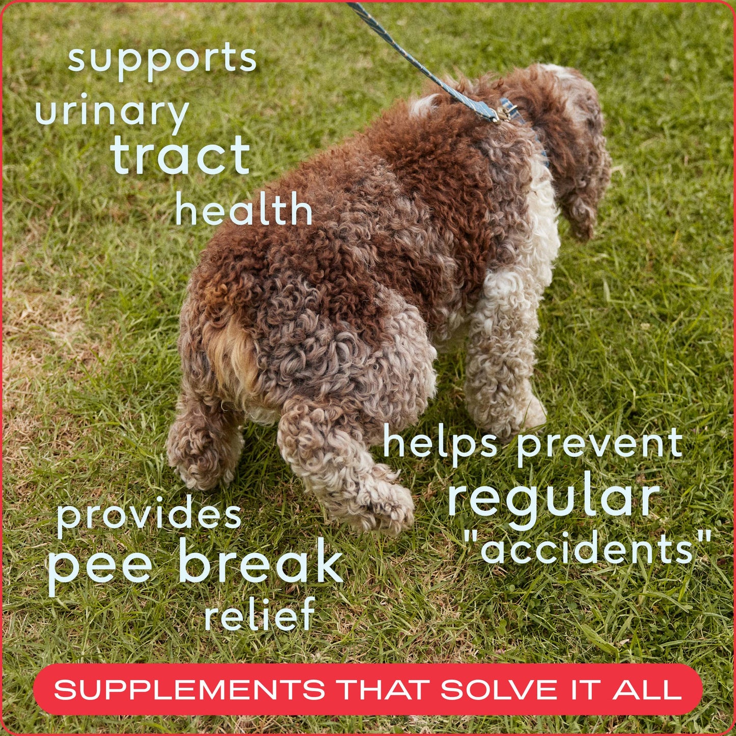 Native Pet Cranberry Bladder Chews, Kidney & Urinary Supplement for Dogs