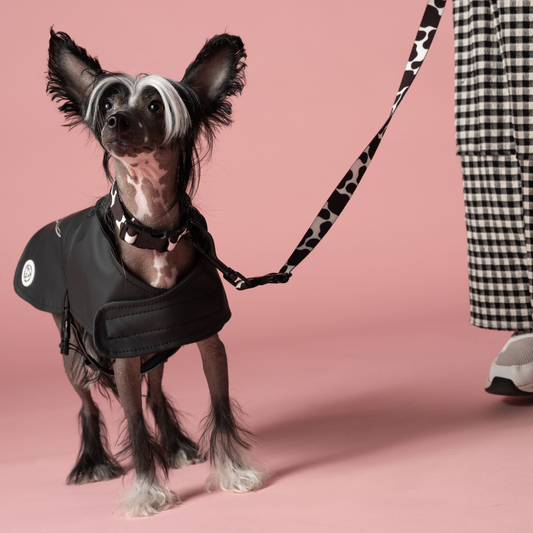 Dog Raincoat, Upcycled